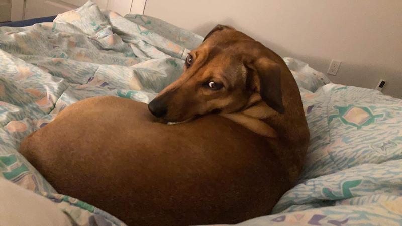 Aki - a medium-sized brown dauchshund mix with a sleek coat